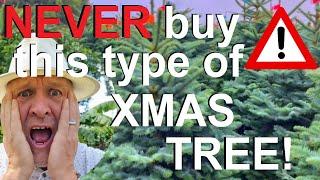 Never buy this one type of Christmas tree