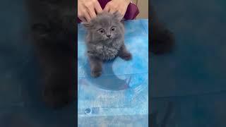 Cat meow! #shortvideo #cat #mycatchannel #funny #catchannel #yourcat #pets #catschannel #funnycats