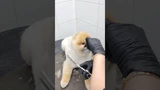 pomeranian puppy turning into teddy bear #pomeranian #puppy #adorabledog #shorts