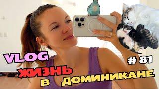 Котята растут | Обстановка на пляже Пунта-Каны