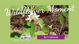 Wildflower Moment: Buttonsage