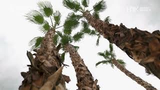 H3K Home+Design - Palm Springs: Installing/Moving giant palm trees