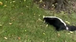 Skunk Removal and Disinfection: Efficient Cleanup and odour Control | Wildlife Pro