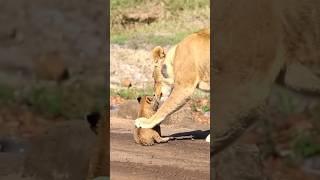 Curiosity and Caution: The Lioness’s Struggle to Keep Her Cub Safe