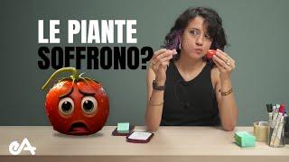 Se anche le piante soffrono, che senso ha non mangiare carne?