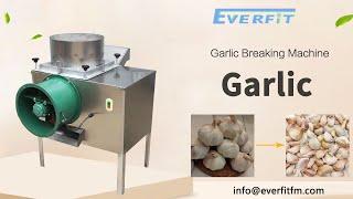 Commercial Garlic Breaking Machine #garlic | Work stably.Big capacity and high production efficiency