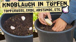 Knoblauch im Töpfen, Kästen und Hochbeeten anbauen. Pflanzzeit, Tiefe, Topfgröße, Abstände beachten!