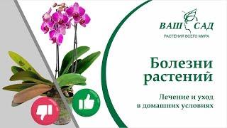 Как избежать заболеваний у Ваших растений после покупки? Советы от Ваш сад