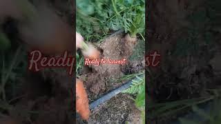 so big #shortvideo #youtube short#backyard garden #subscribers plz like and share guys