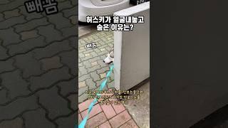 허스키가 얼굴 내놓고 숨은 이유는??