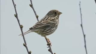 Песня просянки (Corn bunting, Emberiza calandra)