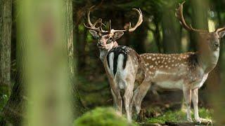 Dådyr / Fallow deer Wildlife   Dansk Natur