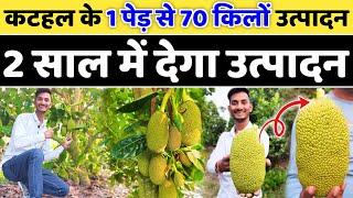 वियतनाम कटहल की खेती 2 साल में उत्पादन // Vietnam super early Jackfruit Farming // Kathal Ki Kheti