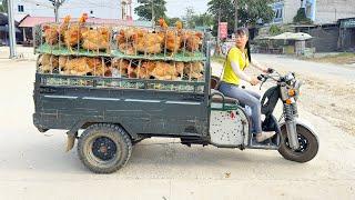 Use 3-wheeled Vehicle Harvesting Many Chicken Goes To The Market Sell - Daily Life