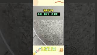 猫小脾气大 小猫：別敲了！在家呢！ #宠乐园 #轻松一刻 #动物