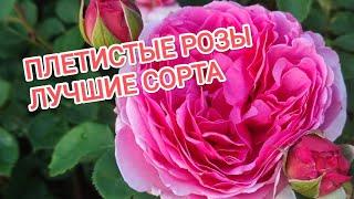 ПЛЕТИСТЫЕ РОЗЫ. ОБЗОР ЛУЧШИХ СОРТОВ.