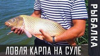 Карп 5,5 кг! Рыбалка на Суле, село Липовое ► Лучшее место для рыбалки КРУПНОГО КАРПА!