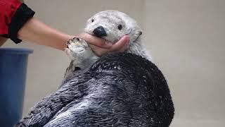 鳥羽水族館 ラッコ メイちゃん「こう見えて私が遊んであげてるのよ」