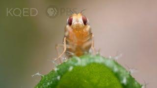 Leaf Miner Fly Babies Scribble All Over Your Salad | Deep Look