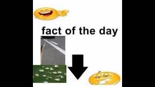 fact of the day