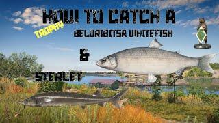 Russian Fishing 4 - Akhtuba River - How to catch a Beloribitsa Whitefish and Sterlet Trophy!