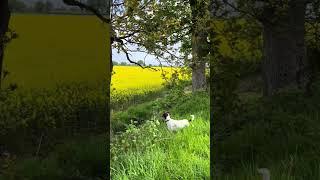 I hope your Sunday is peaceful. #nature #country #dogs #love #grateful #peaceful