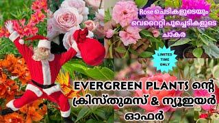 Variety Flowering ചെടികളും കിടിലൻ ഓഫറുകളും  ചെടികൾക്ക്  വമ്പിച്ച വിലക്കുറവ്|#evergreen_media_vlog