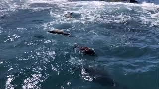 Seal Watching - Phillip Island