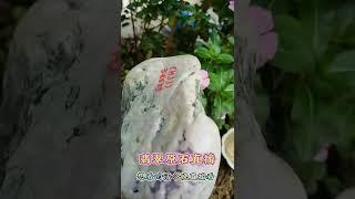 167 #翡翠原石#缅甸老坑翡翠明料高冰种飘花满色nn紫罗兰