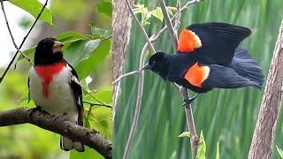 Spring Birds in Central Park and a message