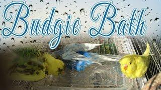 How to Bathe Budgies and Bath Benefits