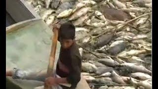 Hàng loạt cá chép chết bất thường ở Iraq (VOA)