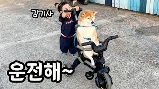 걷기 싫어서 자전거 타고 다니는 시바견 ㅋㅋㅋ