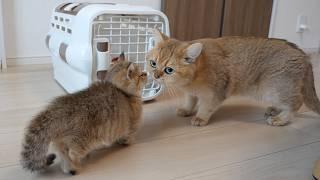 Kitten Rico kissed grandmother cat Mimi, who took care of her, goodbye...