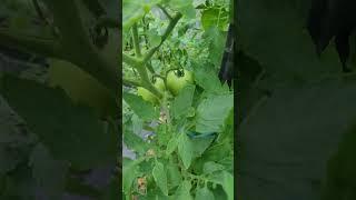 6월 시골집 정원  작물(오이.상추.토마토)~^^