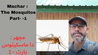 Machar: The Mosquitos Part-مچھر: دا ماسکیٹوس پارٹ - 1