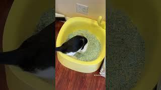 Colored Tofu Litter with Pineapple Litter Box! There’s the happy cat #cat #mycat #catvideos #michu