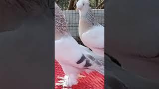 Top 5 fancy pigeon not four sell #pigeon #fantailpigeon  #viral #short