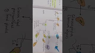 Acquisitions of chloroplasts 