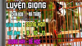 Ép Chào Mào Má Trắng,Chào Mào Non Học Giọng Hay | Chào mào sông kôn