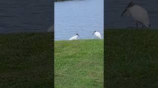 Wood Storks Seem Enigmatic by Lake at Solary Park! Oviedo, Florida