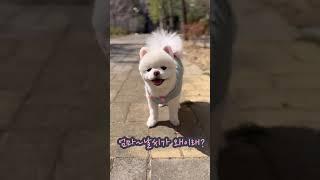 날씨가 왜이래 #샤샤의하루 #밤양갱 #shorts