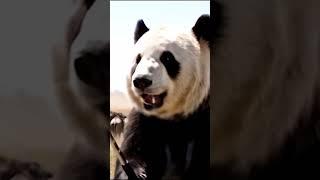Wildebeest Rush! A Panda's "Insane" African Adventure#shorts  #panda #funny