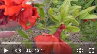 Pomegranate Plant hedge, and Flowers