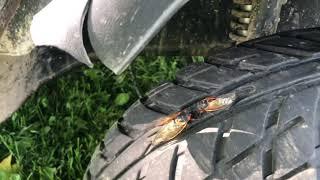 Cicada invasion of Peterson farms of Nashville