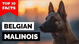 Belgian Malinois - Top 10 Facts