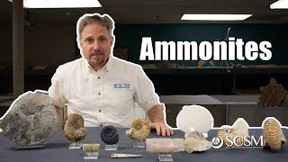 All About Ammonites