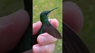 Hummingbird rescued  Costa Rica