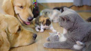 My Two Golden Retrievers Help Mama Cat Babysit Her Kittens