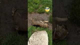 Dog Takes Mud Bath. Otis, the french bulldog, goes wild for mud!